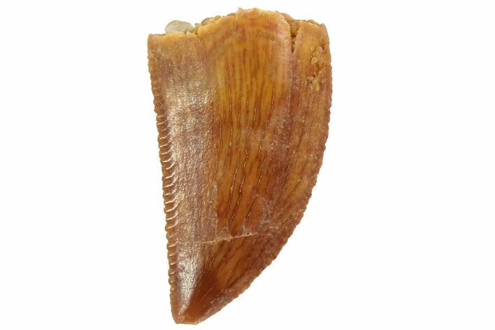 Serrated, Raptor Tooth - Real Dinosaur Tooth #80062
